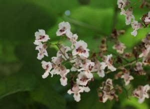 紫葳屬|紫葳科 (Bignoniaceae)